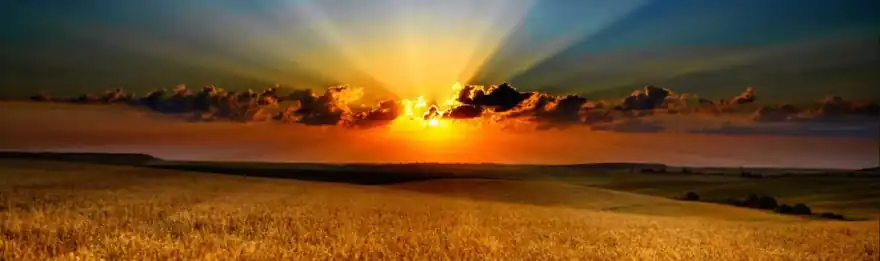 Sunset over a wheat field